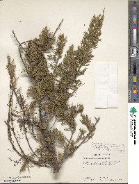 Juniperus horizontalis image