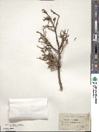 Juniperus monosperma image