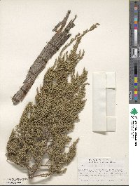 Juniperus monosperma image