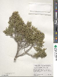 Juniperus monosperma image