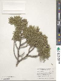 Juniperus monosperma image