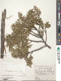 Juniperus monosperma image