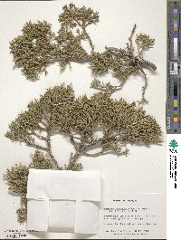 Juniperus monosperma image