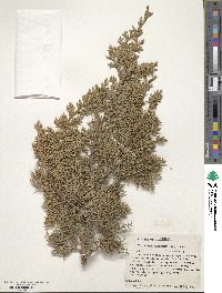 Juniperus monosperma image