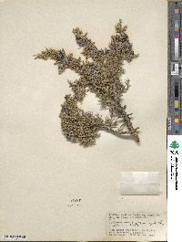 Juniperus monosperma image