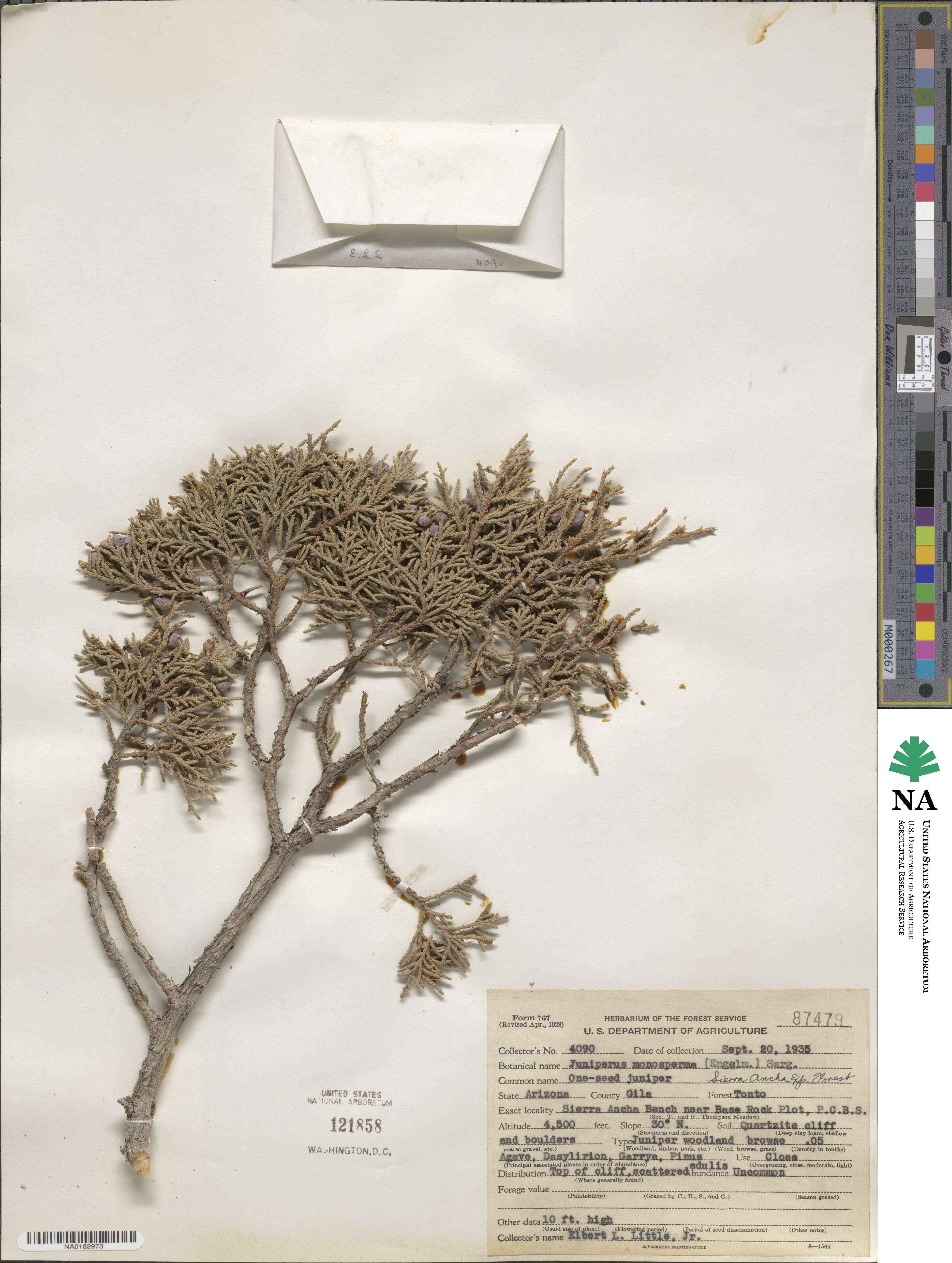 Juniperus monosperma image