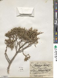 Juniperus monosperma image