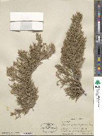 Juniperus monosperma image