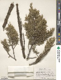 Juniperus monosperma image