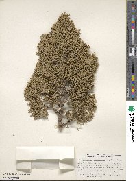 Juniperus monosperma image