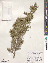 Juniperus monosperma image