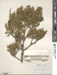 Juniperus monosperma image