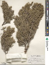 Juniperus monosperma image