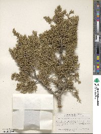 Juniperus monosperma image