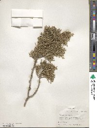 Juniperus monosperma image