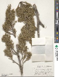 Juniperus monosperma image