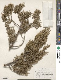 Juniperus monosperma image