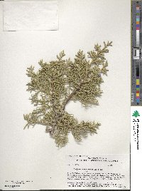 Juniperus monosperma image