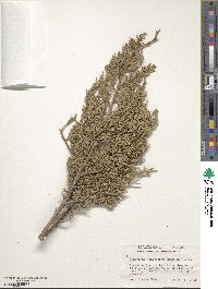 Juniperus monosperma image