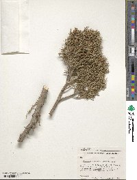 Juniperus monosperma image