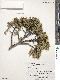 Juniperus monosperma image