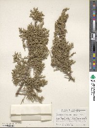 Juniperus monosperma image