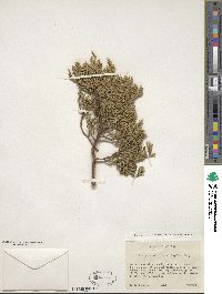 Juniperus monosperma image