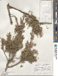 Juniperus monosperma image