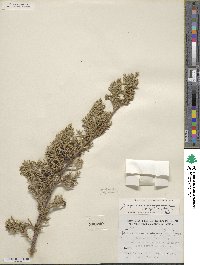 Juniperus monosperma image