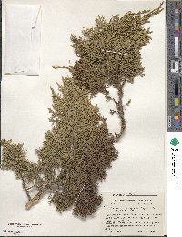 Juniperus monosperma image