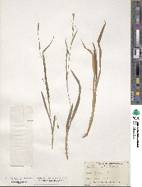 Carex laxiculmis image