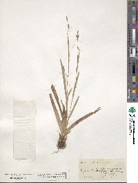 Carex laxiculmis image