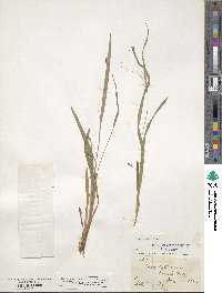 Carex laxiculmis image