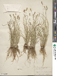 Carex retroflexa image