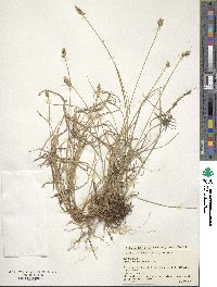 Carex retroflexa image