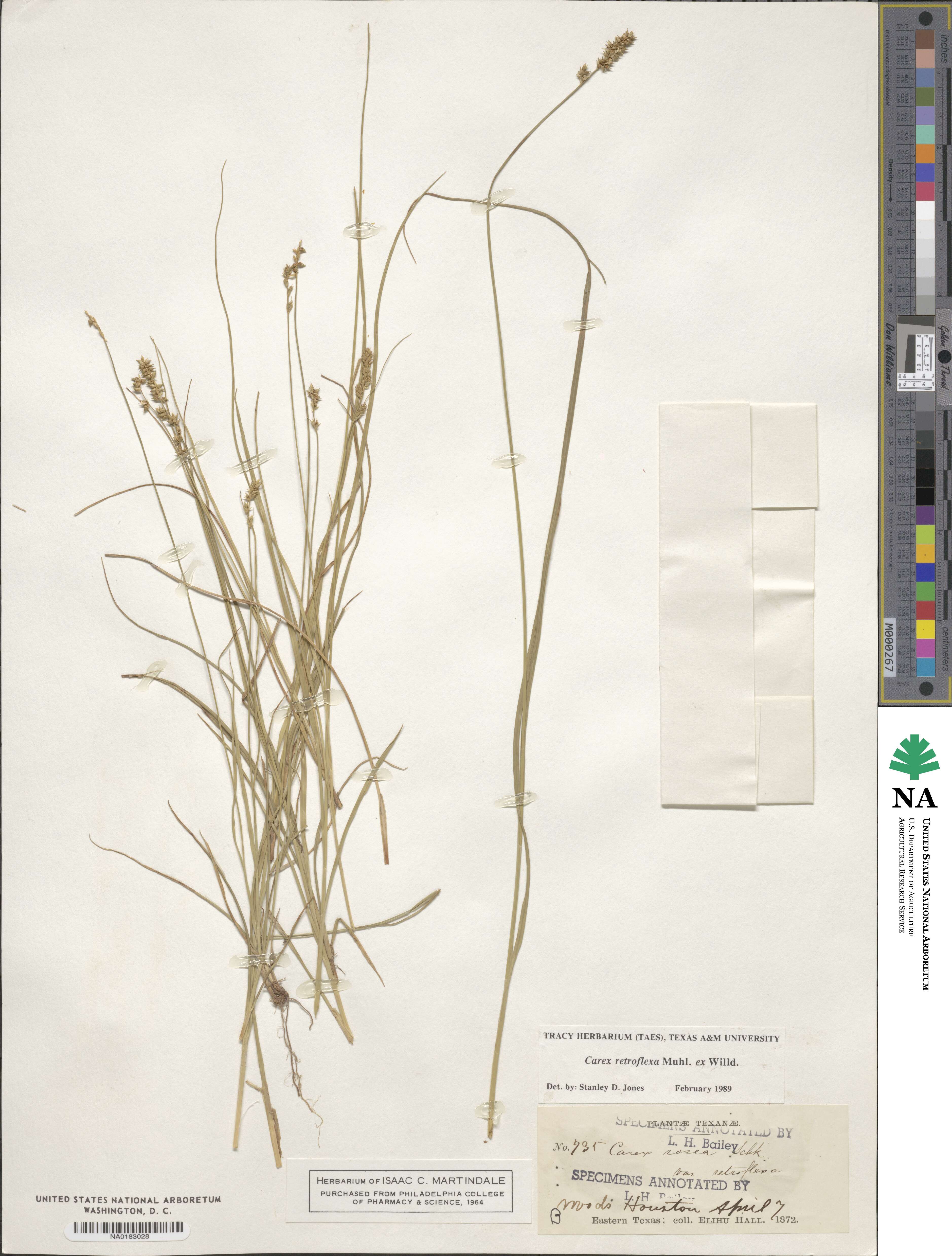 Carex retroflexa image