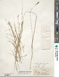 Carex retroflexa image