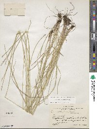 Carex retroflexa image