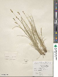 Carex retroflexa image