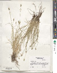 Carex retroflexa image