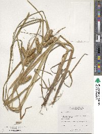 Carex retrorsa image