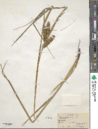 Carex retrorsa image