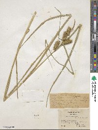 Carex retrorsa image