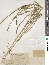 Carex retrorsa image