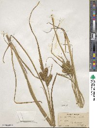 Carex retrorsa image