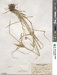 Carex retrorsa image