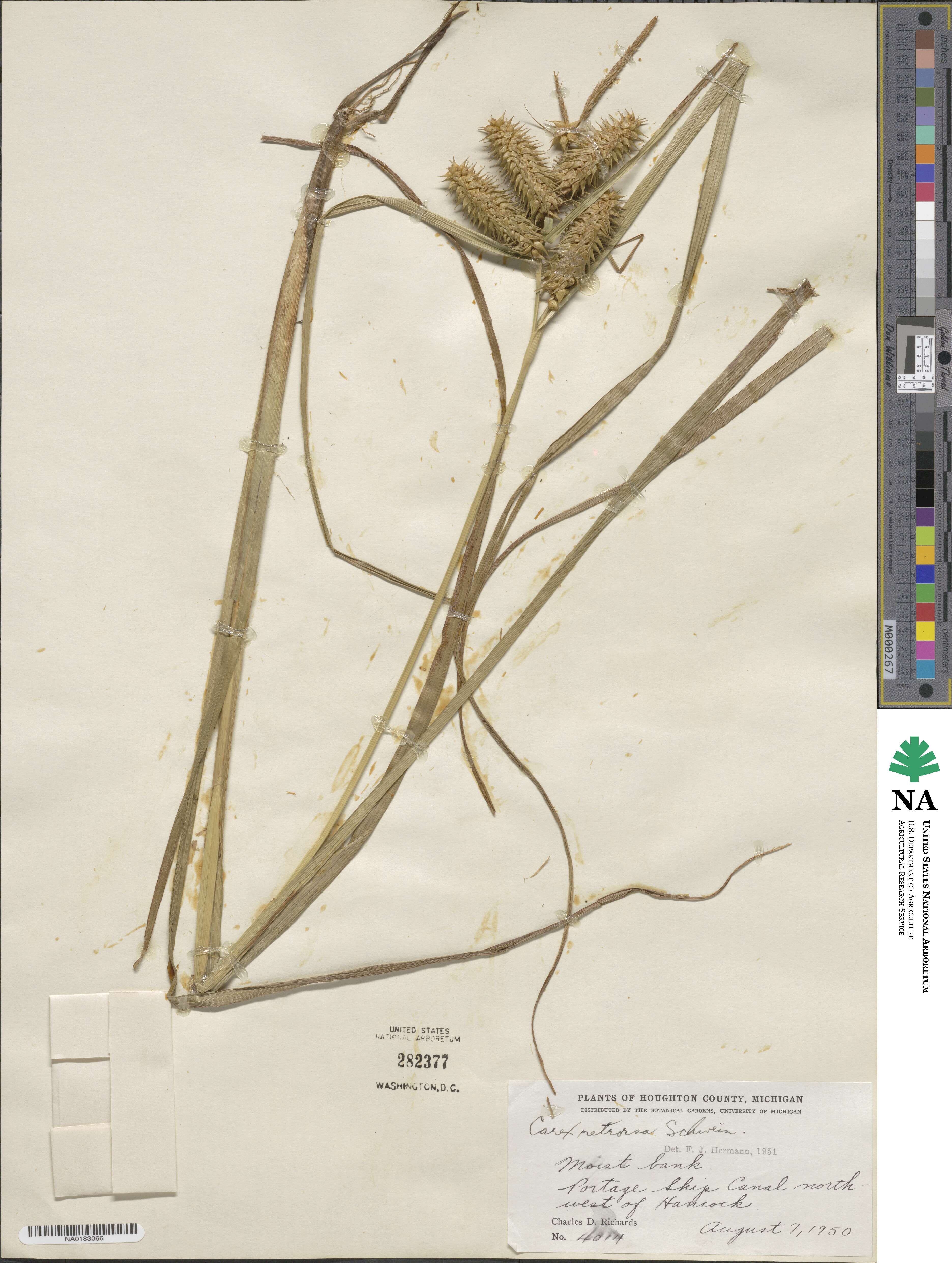 Carex retrorsa image