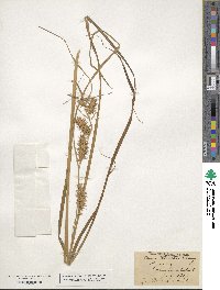 Carex retrorsa image