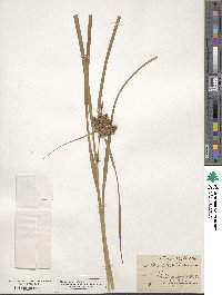 Carex retrorsa image