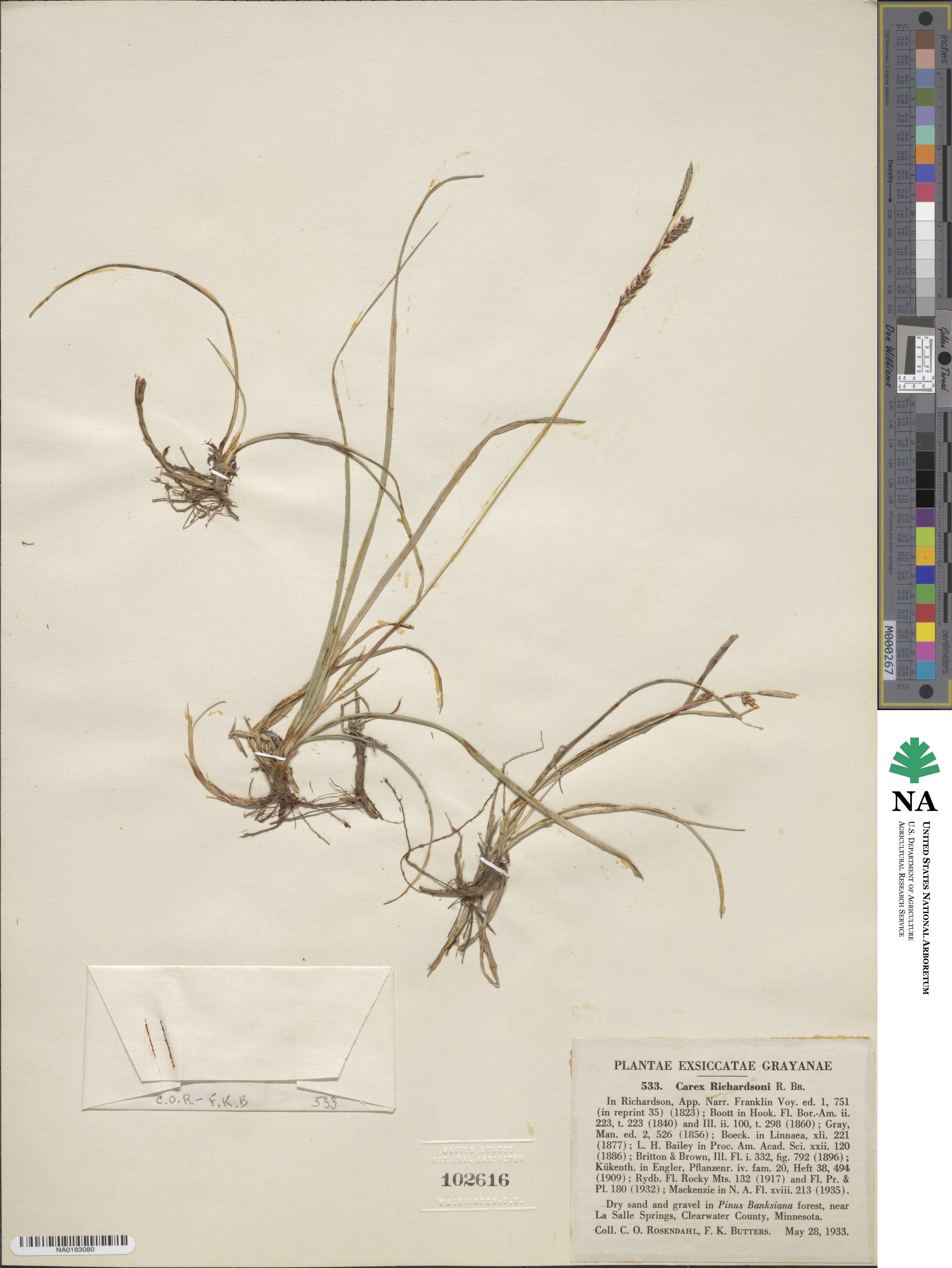 Carex richardsonii image